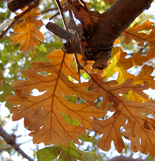 Turkey oak 