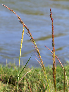 Eragrostis japonica