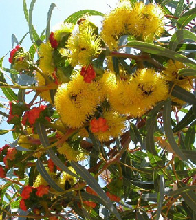 Illyarrie, Red-capped gum, Helmet nut gum 