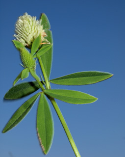 Trifolium berytheum 