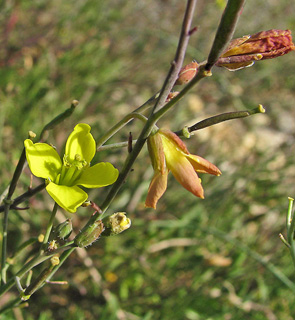 Diplotaxis tenuifolia