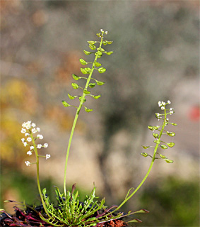 Teesdalia coronopifolia