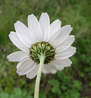 Anthemis chia