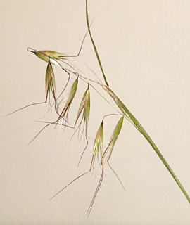 Slender wild oat 