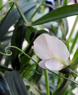 Sticky Vetchling 