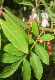 Brazilian Pepper Tree; Christmas Berry Tree 