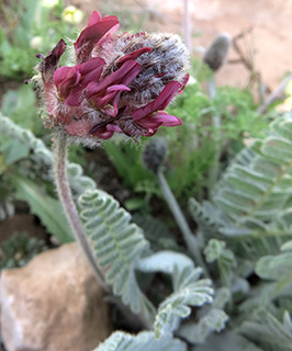 Beantifine Milk-vetch 