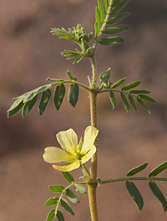 קוטב מכונף