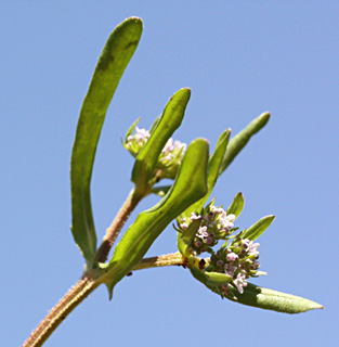 ולריינית קוטשי