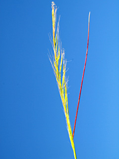 Rattail Fescue 