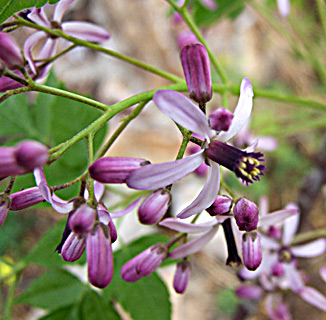 Bead-tree, Indian lilac 