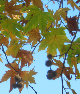 Oriental Plane Tree 