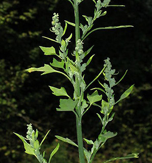 Grey Goosefoot 