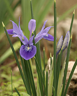 Vartan's Iris 