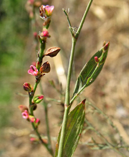 Narrowleaf knotweed 