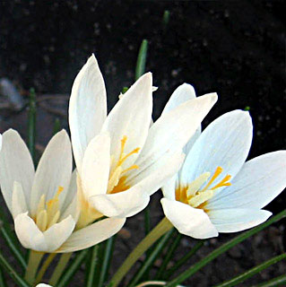 Crocus 