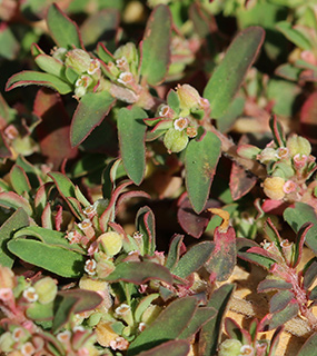 Euphorbia forskalii