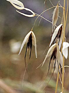 Wild Oat 