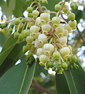 Eastern Strawberry Tree 