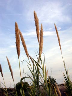 Giant Reed, Spanish Cane  