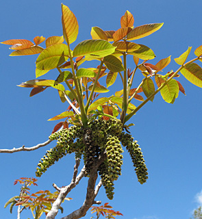 English walnut, Persian walnut, Common walnut 