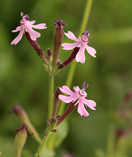 Egyptian Campion 