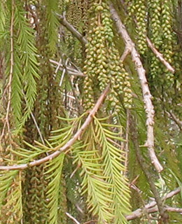 bald cypress 