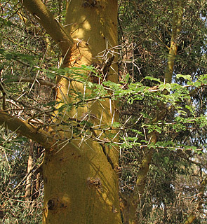 Fever tree, Sulphur bark, African thorn tree.  