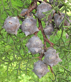 Mexican White Cedar 