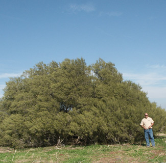 Silver bark Wattle, Limestone Wattle 