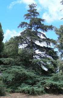 Himalayan cedar, Deodar cedar 