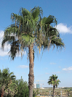 וושינגטוניה חסונה