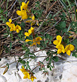 Judean Bird's-foot Trefoil 