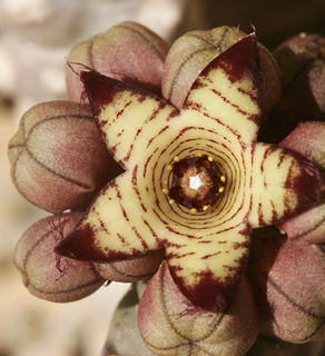 European Caralluma 