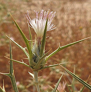 Glossy safflower 