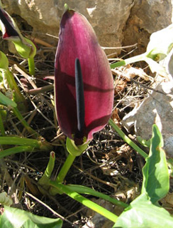 Arum palaestinum