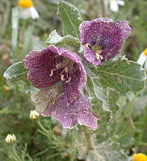 Egyptian Henbane 