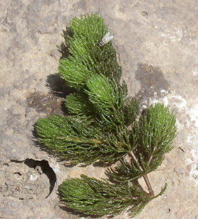 Hornwort 