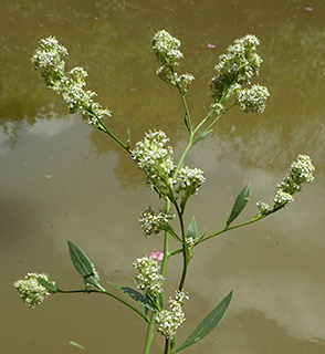 Tall pepperwort 