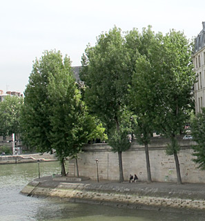 Black poplar, Downy black poplar, Willow poplar  