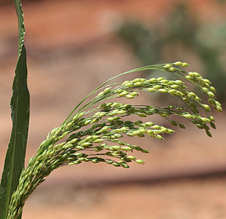common millet 