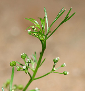 Slender celery, Fir-leafed celery 