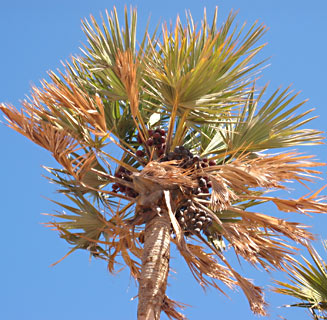 Doum Palm, Ginger Bread Tree 