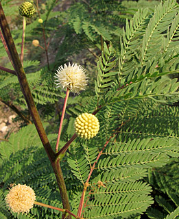 Leucaena galauca, Acacia glauca 