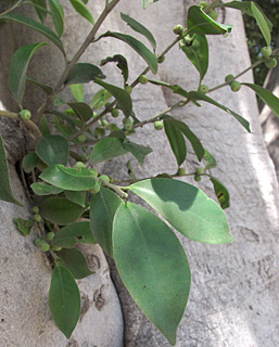 Indian laurel 