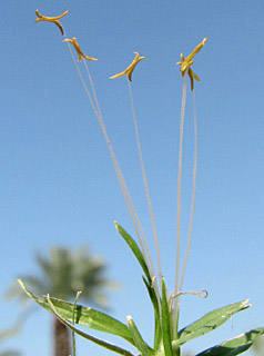 Kikuyu grass 