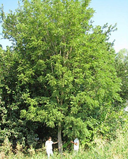 Eastern black walnut 