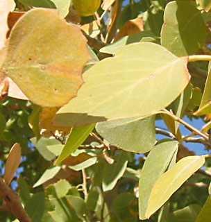 Euphrates Poplar 