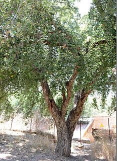 Cork oak 