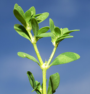 Eurasian nailwort 